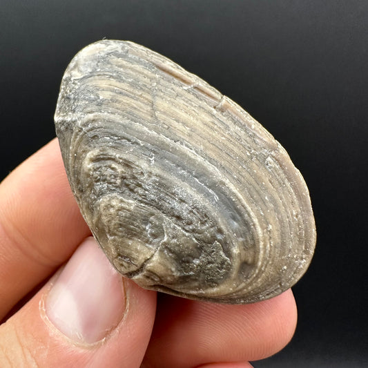 Shell fossil with box and stand - Whitby, North Yorkshire, Jurassic Coast, Yorkshire Fossils