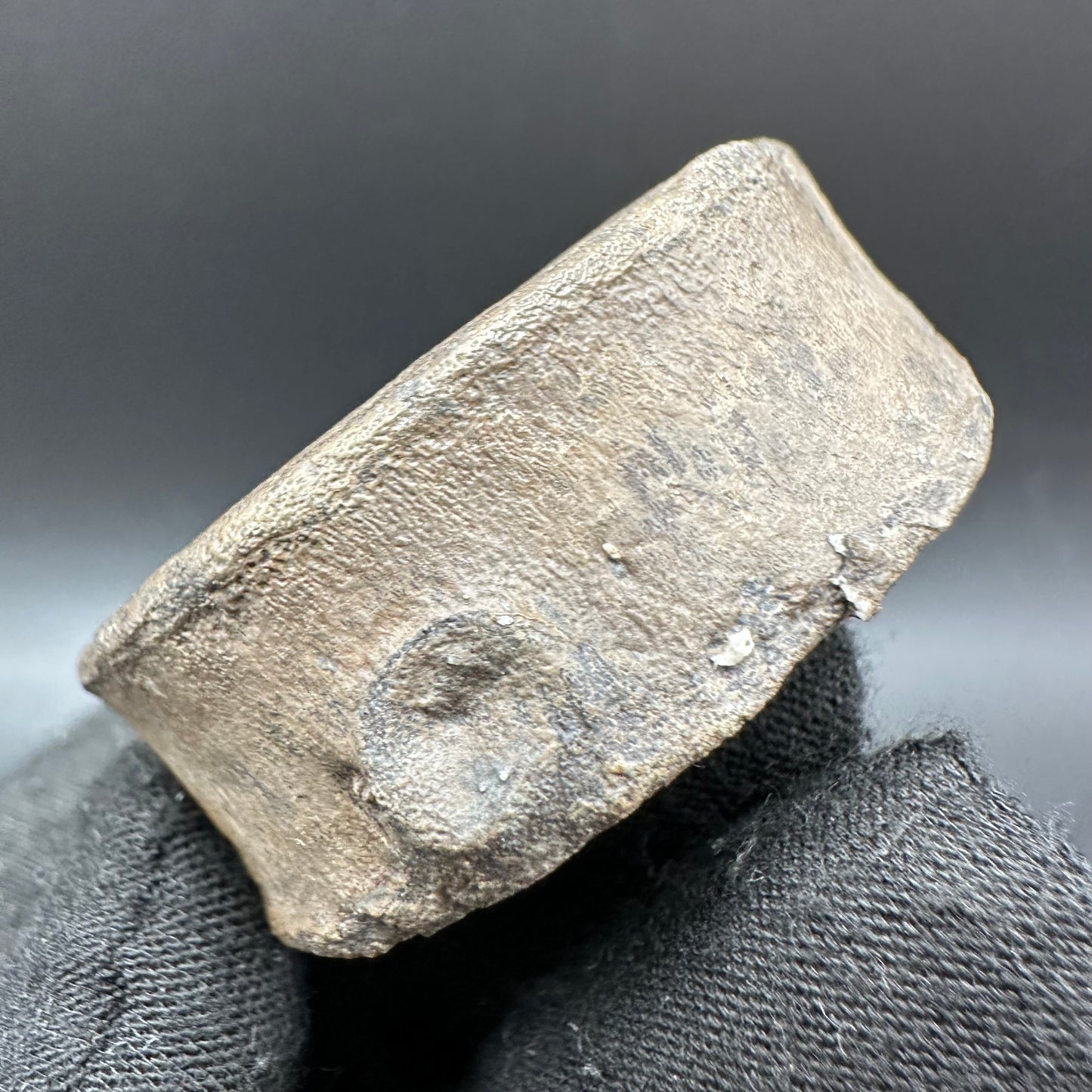 Ichthyosaur Vertebra fossil with box and stand - Whitby, North Yorkshire Jurassic Coast, Yorkshire fossils found on the Jurassic Coast