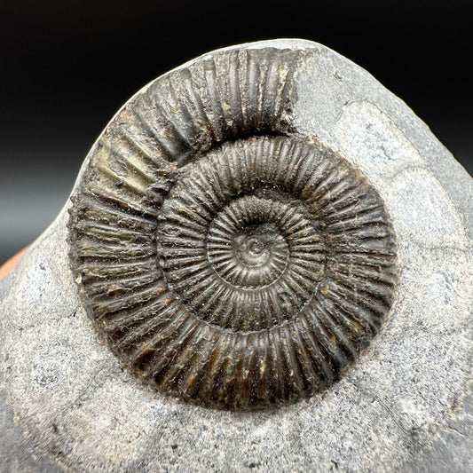 Dactylioceras Ammonite Fossil With Box And Stand - Whitby, North Yorkshire Jurassic Coast Yorkshire Fossils