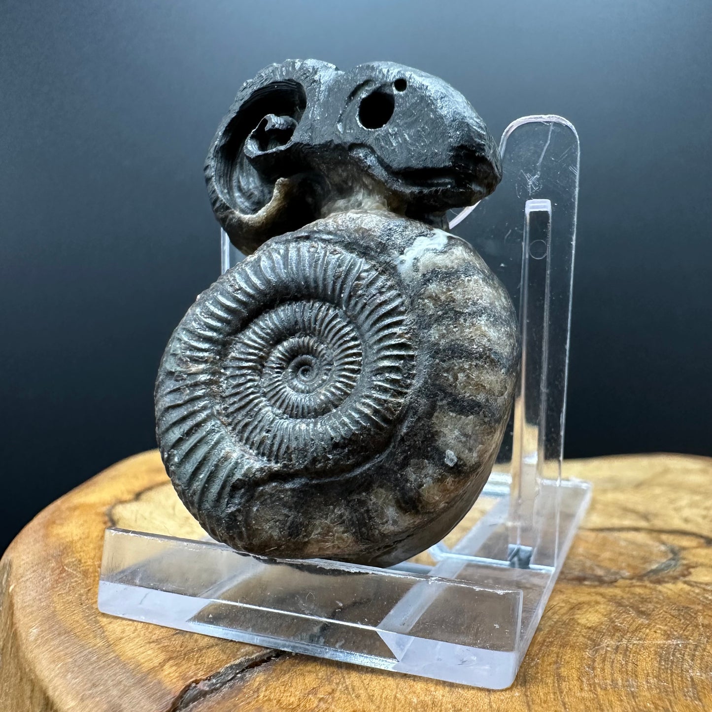 ‘Rammonite’ Snakestone Ammonite Fossil With Bag/Box And Stand - Whitby, North Yorkshire Jurassic Coast Yorkshire Fossils