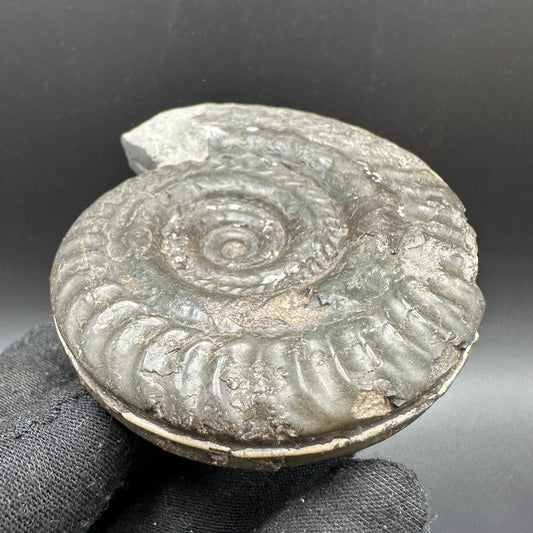 Hildoceras lusitanicum Ammonite fossil with box and stand - Whitby, North Yorkshire, Jurassic Coast, Yorkshire Fossils from the Jurassic Coast