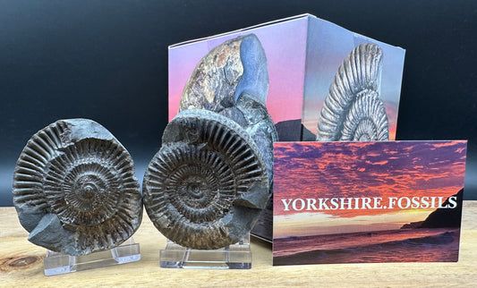 Dactylioceras Ammonite nodule (split pair) Fossil With Box And Stand - Whitby, North Yorkshire Jurassic Coast Yorkshire Fossils