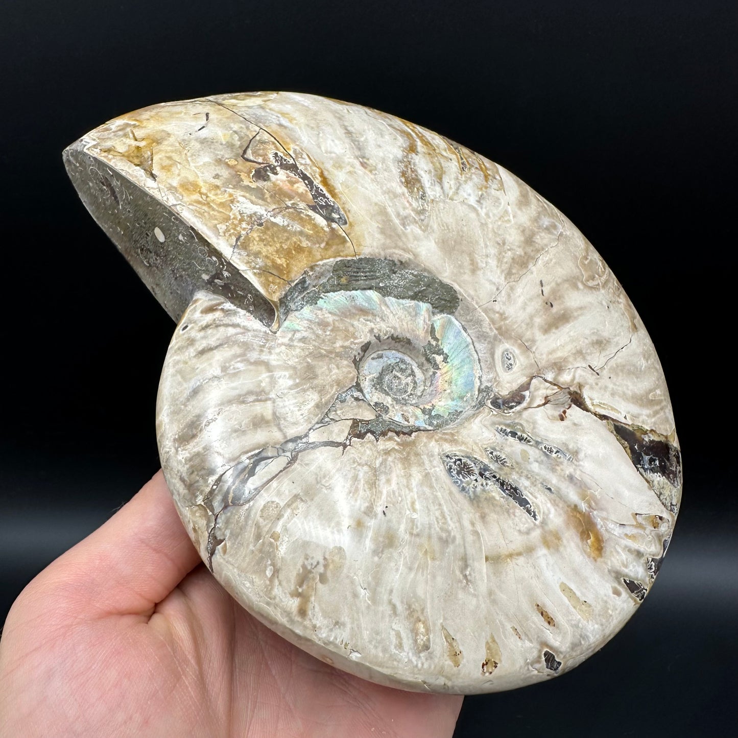 Cleoniceras Ammonite Fossil With Stand - Cretaceous Ammonite Madagascar