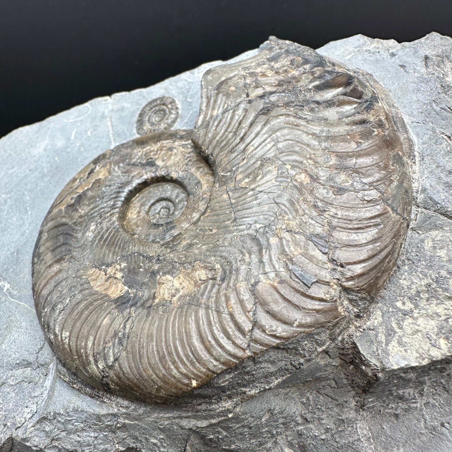 Harpoceras Sp. Ammonite fossil with stand - Whitby, North Yorkshire Jurassic Coast Yorkshire Fossils