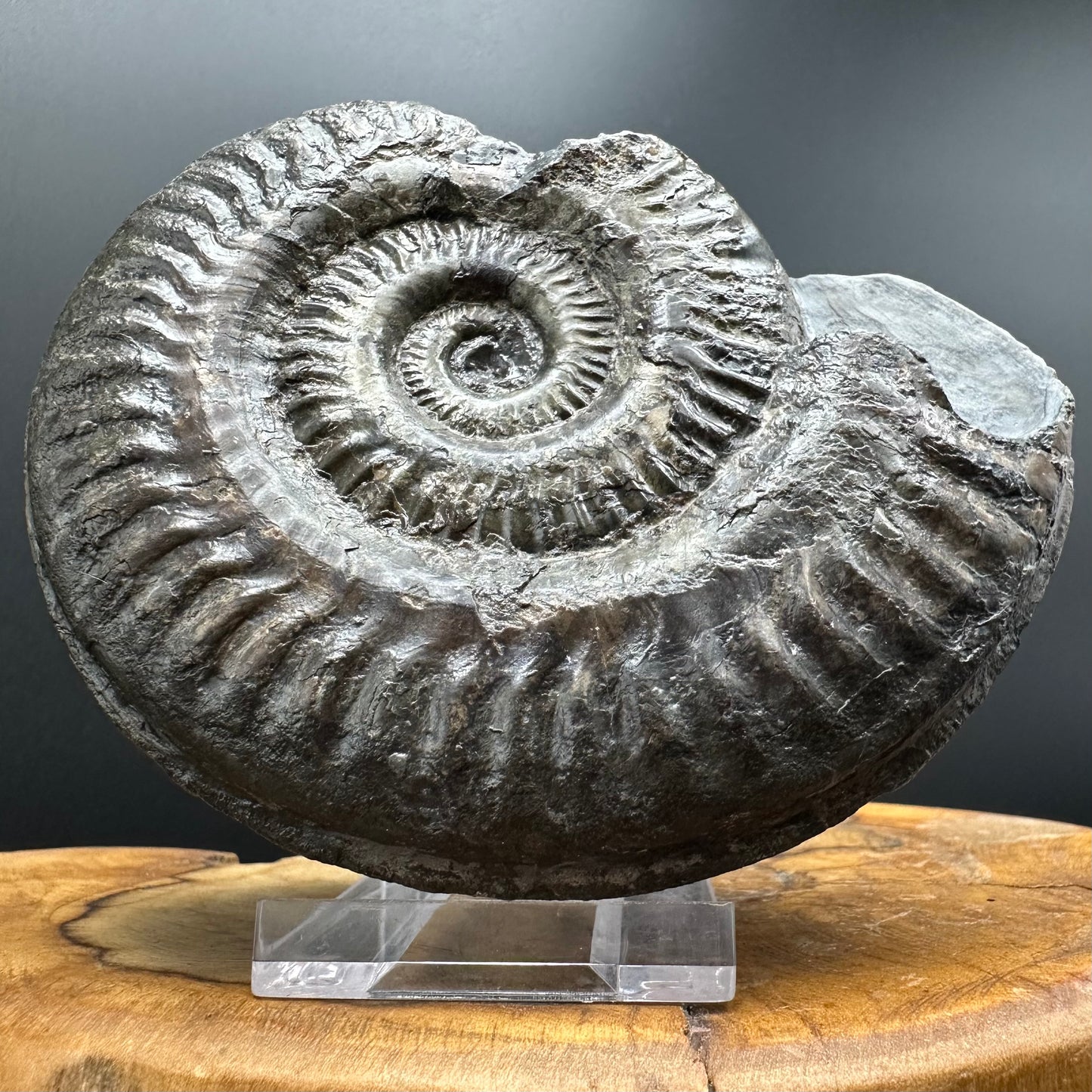 Hildoceras lusitanicum Ammonite fossil with stand - Whitby, North Yorkshire, Jurassic Coast, Yorkshire Fossils from the Jurassic Coast