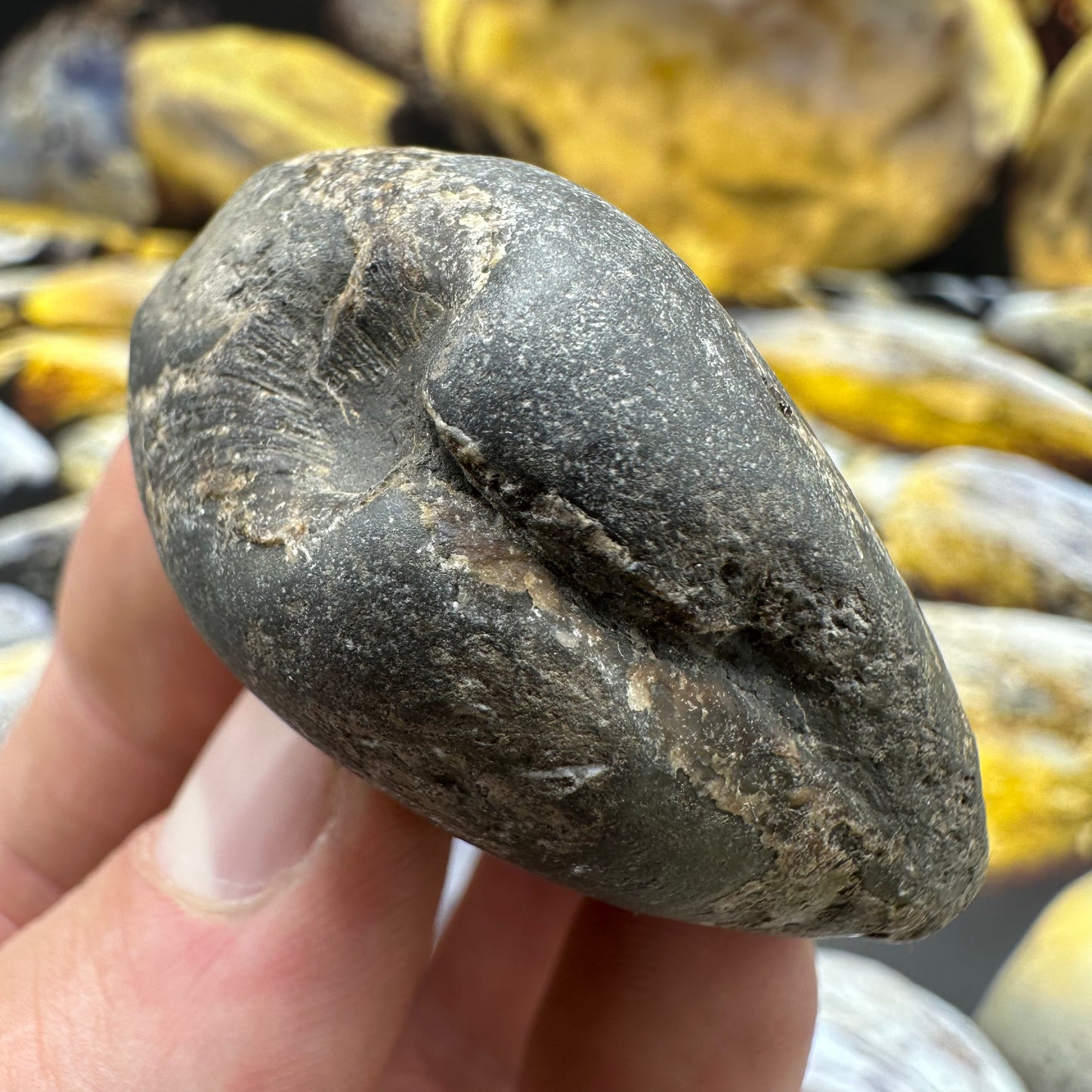 Shell fossil - Whitby, North Yorkshire