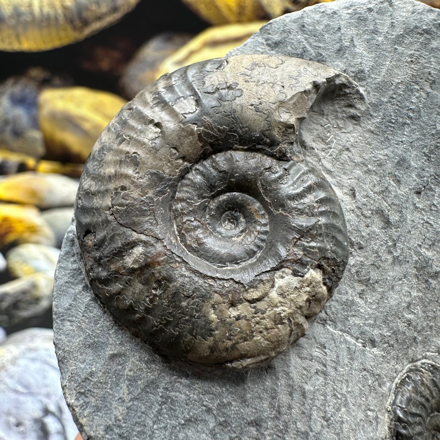 Grammoceras thoaurense ammonite shell fossil - Whitby, North Yorkshire