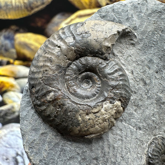 Grammoceras thoaurense ammonite shell fossil - Whitby, North Yorkshire
