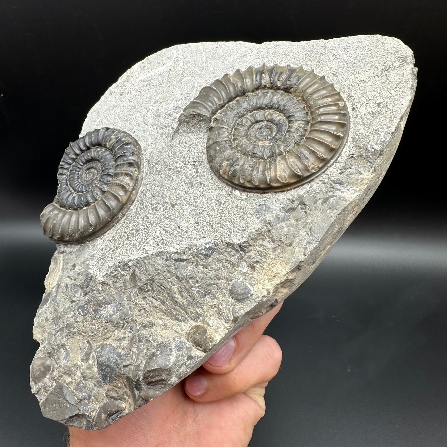 Arnioceras ammonite shell fossil with stand - Whitby, North Yorkshire Jurassic Coast Yorkshire Fossils