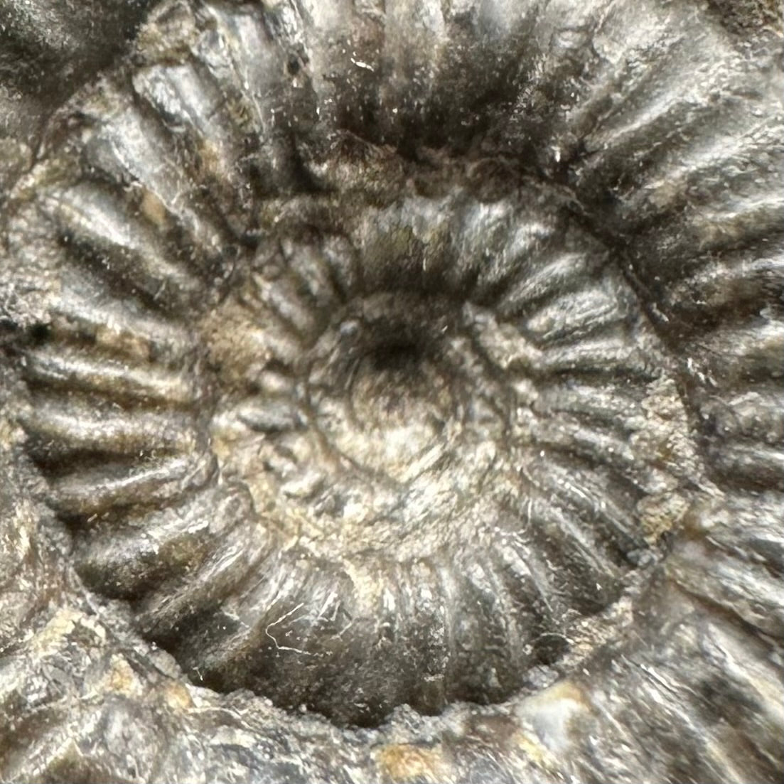 Porpoceras vortex ammonite fossil with box and stand - Whitby, North Yorkshire Jurassic Coast, Yorkshire fossils