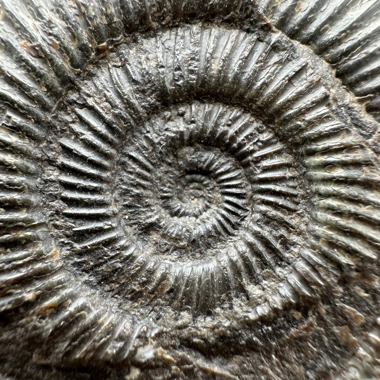 Dactylioceras semicelatum Ammonite fossil with stand - Whitby, North Yorkshire Jurassic Coast Yorkshire Fossils