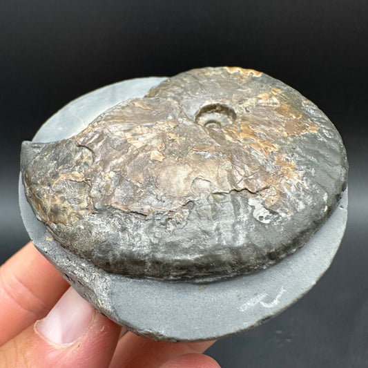 Pseudolioceras lythense Ammonite fossil with box and stand - Whitby, North Yorkshire, Yorkshire Fossils on the Jurassic Coast