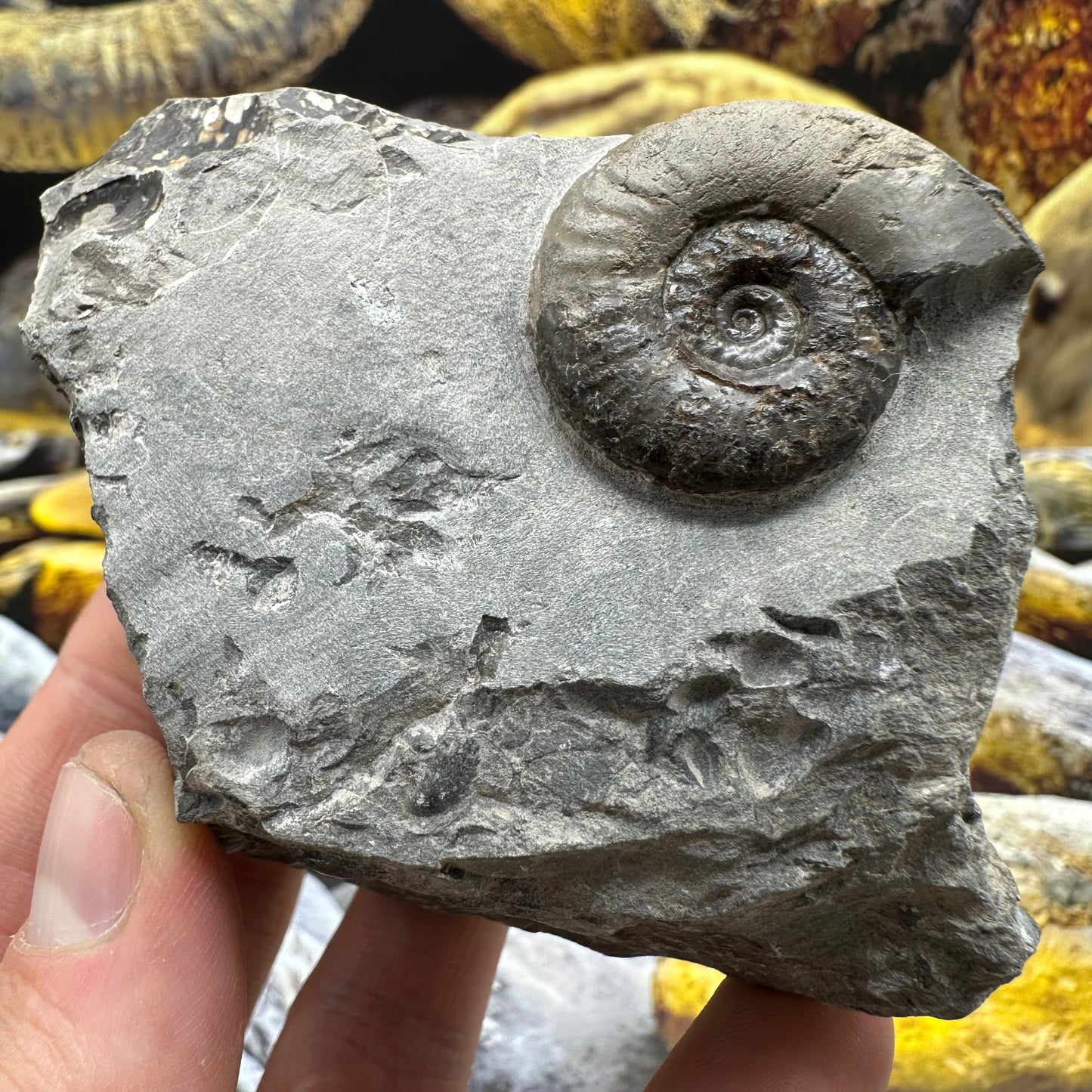 Grammoceras thoaurense ammonite shell fossil - Whitby, North Yorkshire