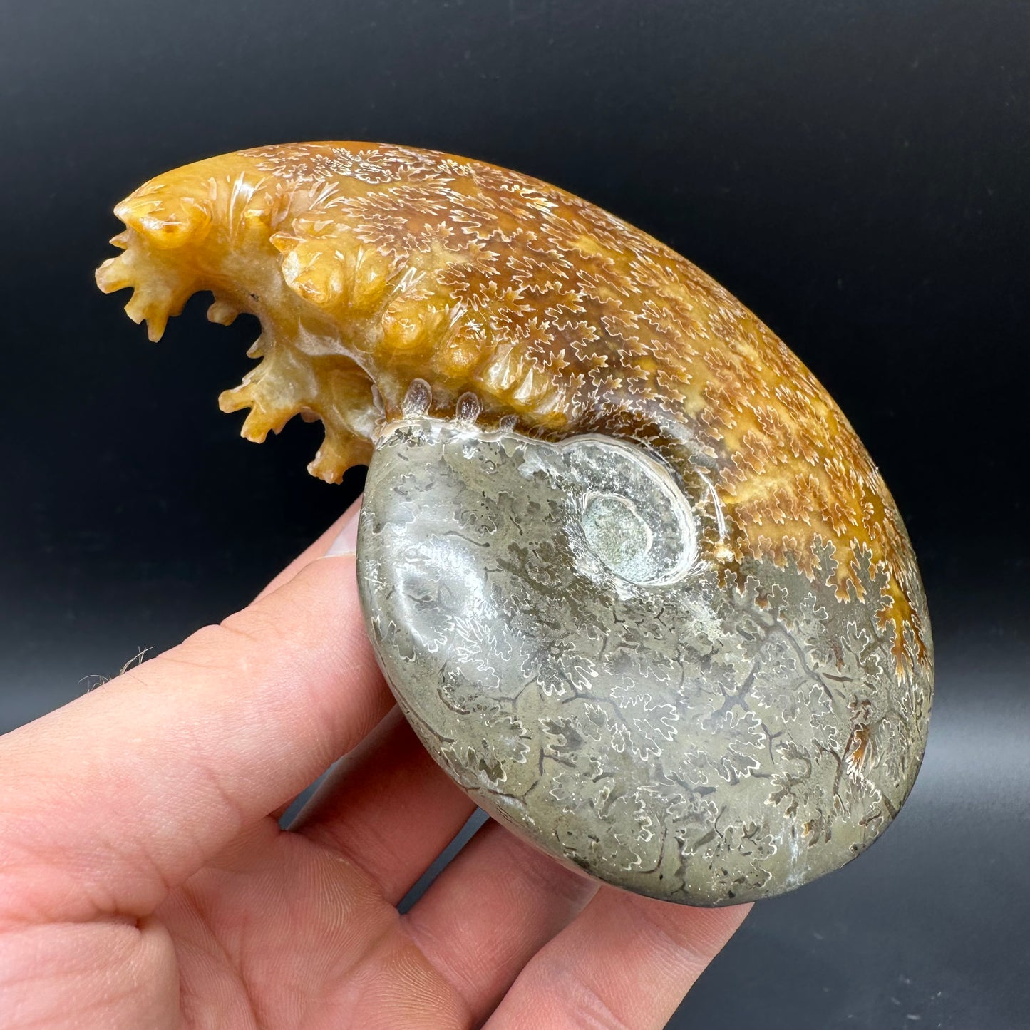 Cleoniceras Ammonite Fossil With Box And Stand - Cretaceous Ammonite Madagascar