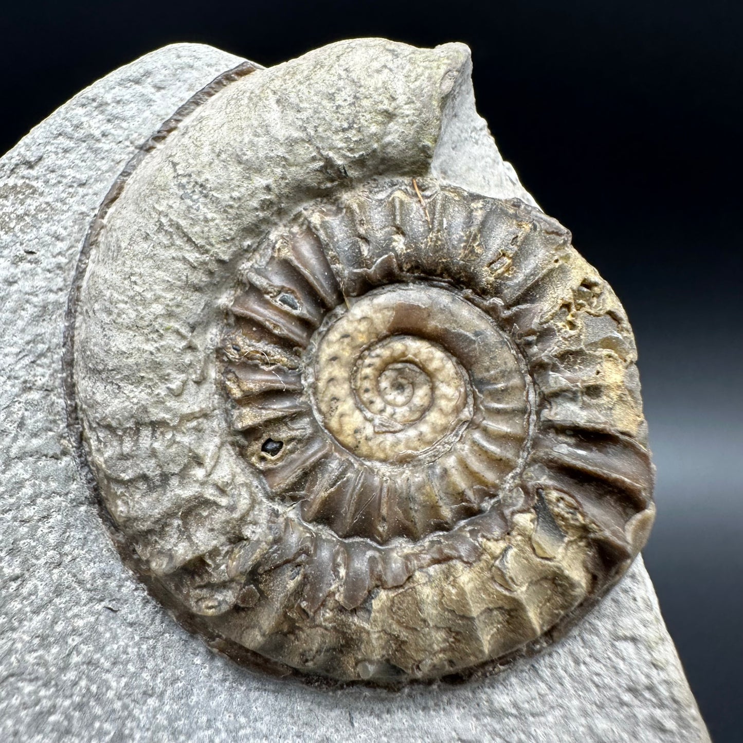 Arnioceras ammonite shell fossil with box and stand - Whitby, North Yorkshire Jurassic Coast Yorkshire Fossils