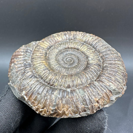 Dactylioceras Ammonite Fossil With Box And Stand - Whitby, North Yorkshire Jurassic Coast Yorkshire Fossils