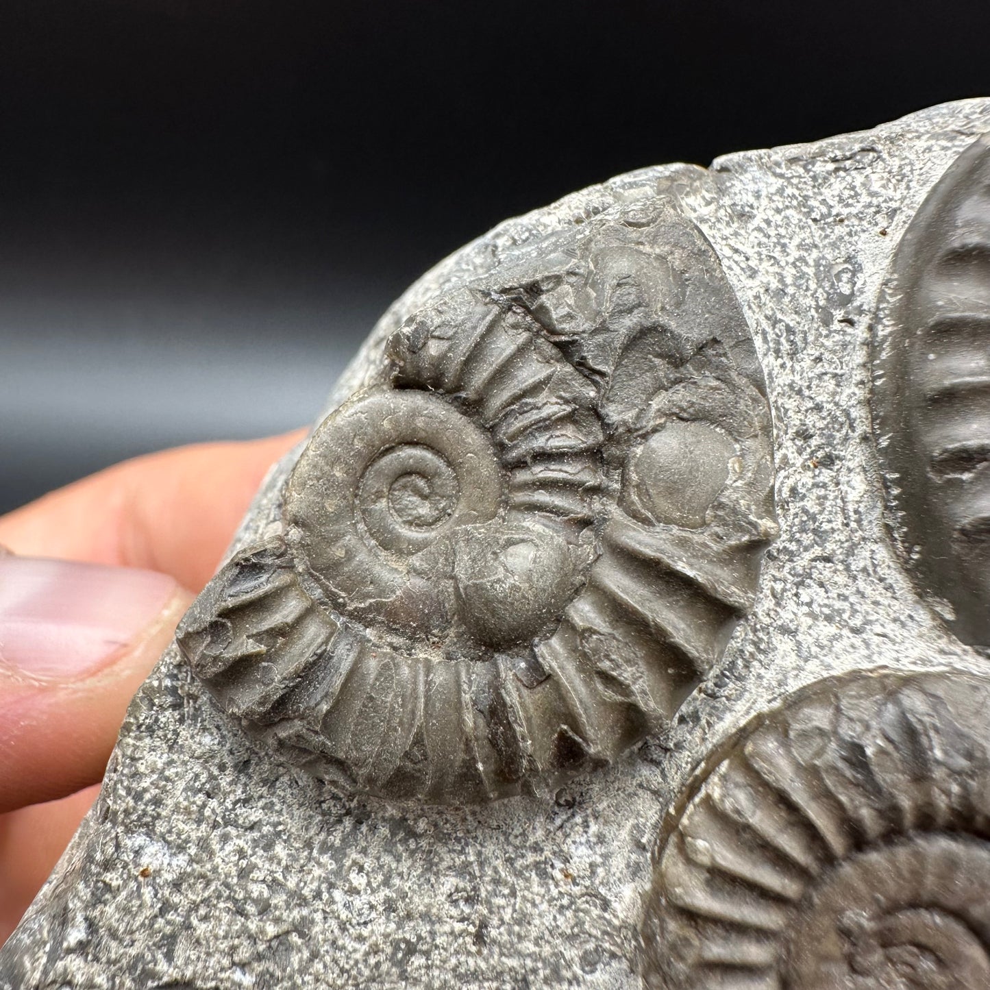Arnioceras ammonite shell fossil with box and stand - Whitby, North Yorkshire Jurassic Coast Yorkshire Fossils