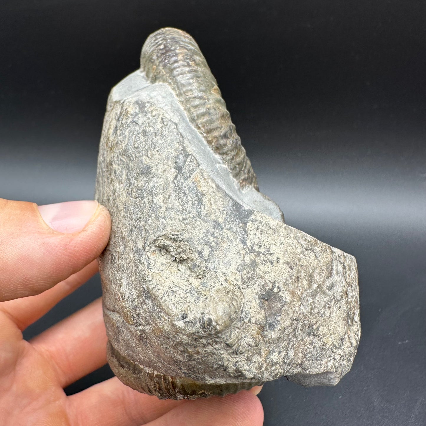 Dactylioceras Ammonite Fossil With box and Stand - Whitby, North Yorkshire Jurassic Coast Yorkshire Fossils