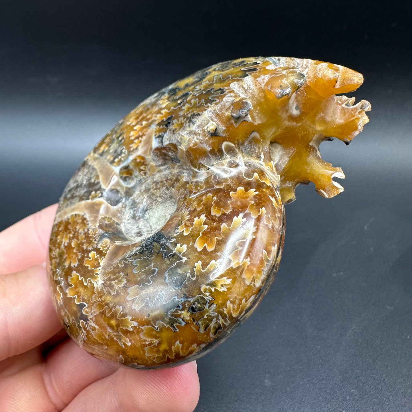 Puzosia Ammonite Fossil With Box And Stand - Cretaceous Ammonite Madagascar