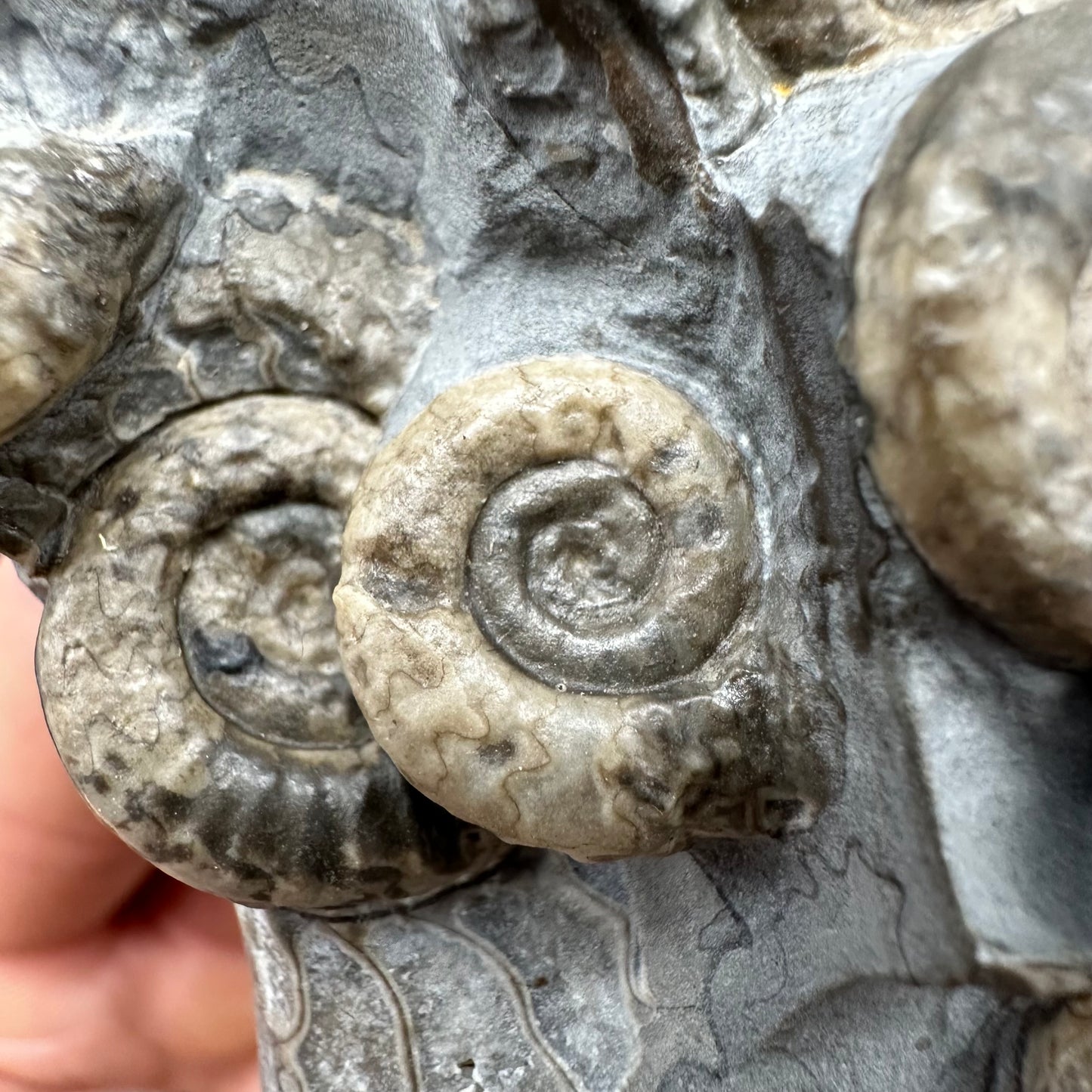Arnioceras ammonite shell fossil with box and stand - Whitby, North Yorkshire Jurassic Coast Yorkshire Fossils