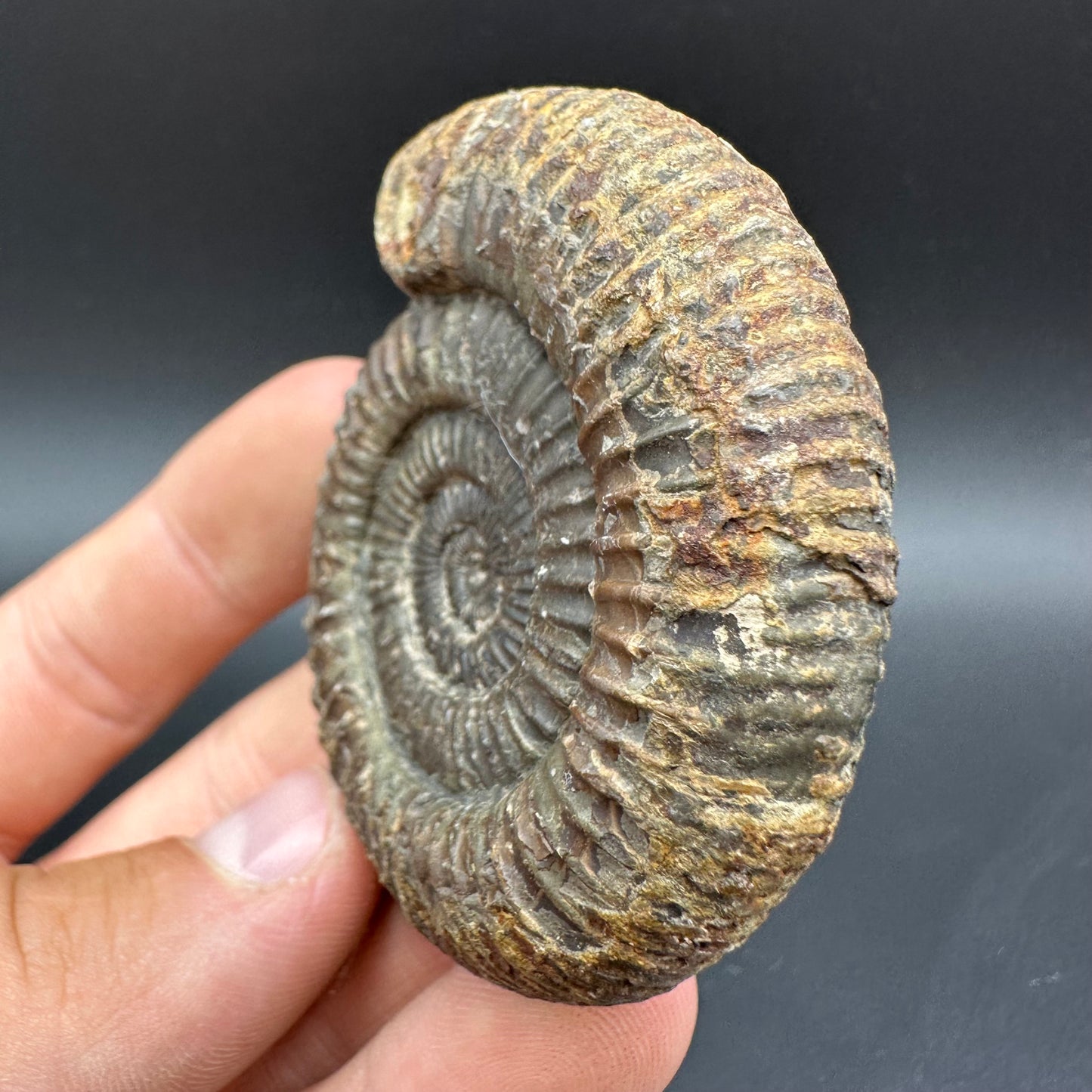 Dactylioceras Ammonite Fossil With Box And Stand - Whitby, North Yorkshire Jurassic Coast Yorkshire Fossils
