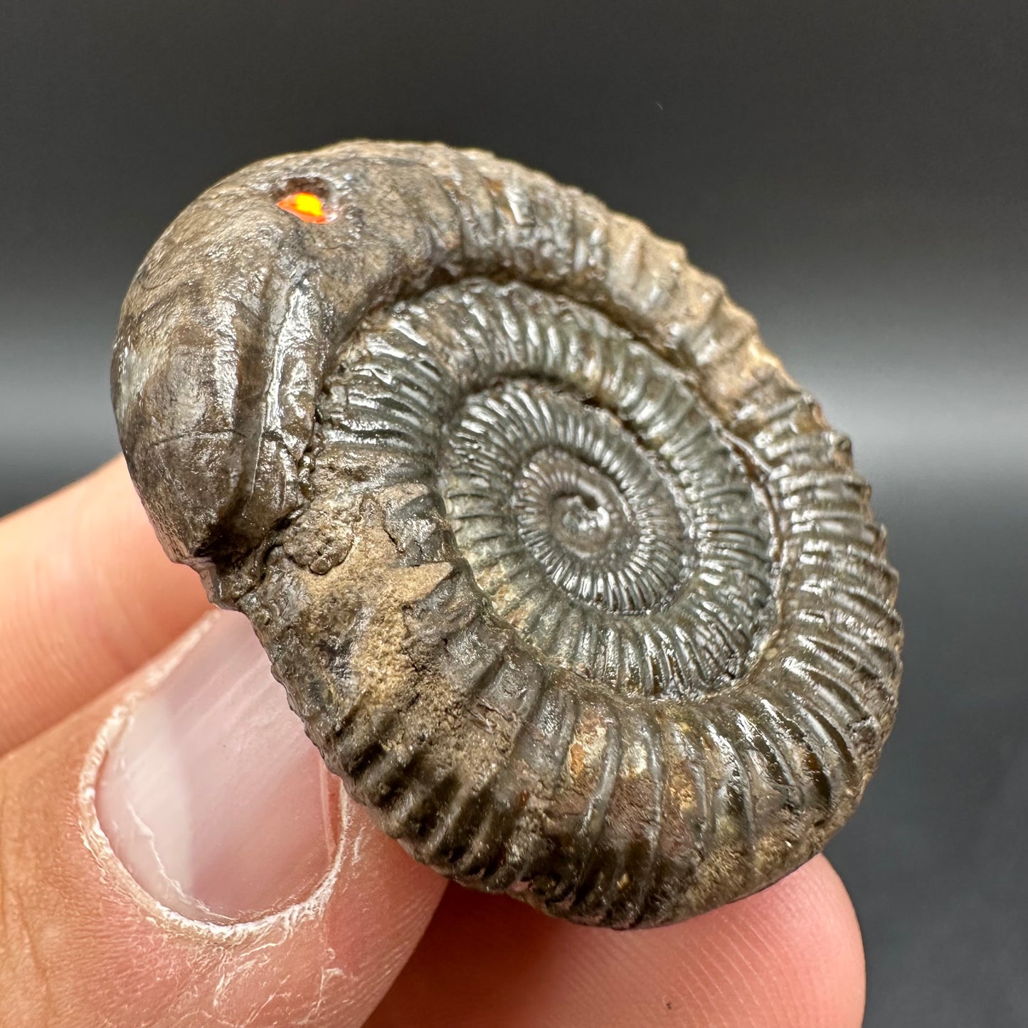 Snakestone Ammonite Fossil With Bag/Box And Stand - Whitby, North Yorkshire Jurassic Coast Yorkshire Fossils