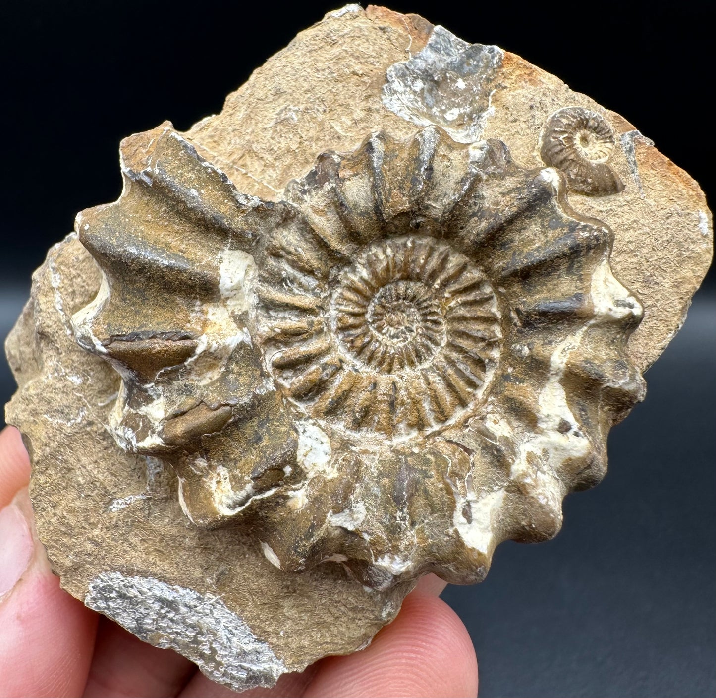 Androgynoceras capricornus Ammonite fossil with box and stand - Whitby, North Yorkshire Jurassic Coast Yorkshire Fossils