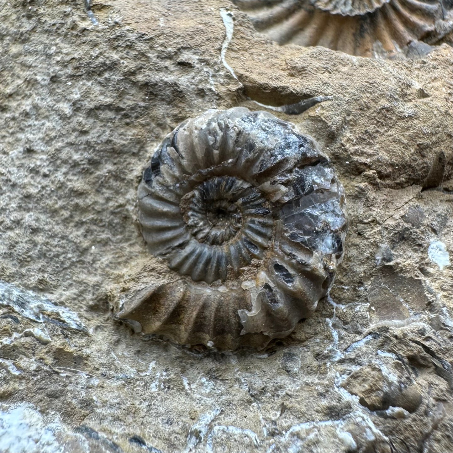 Androgynoceras capricornus Ammonite Fossil With Stand - Whitby, North Yorkshire Jurassic Coast Yorkshire Fossils