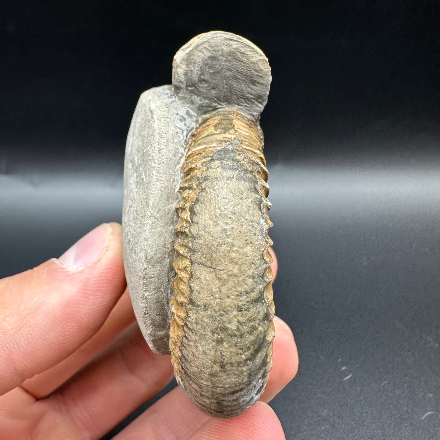 Dactylioceras Ammonite Fossil With Box And Stand - Whitby, North Yorkshire Jurassic Coast Yorkshire Fossils