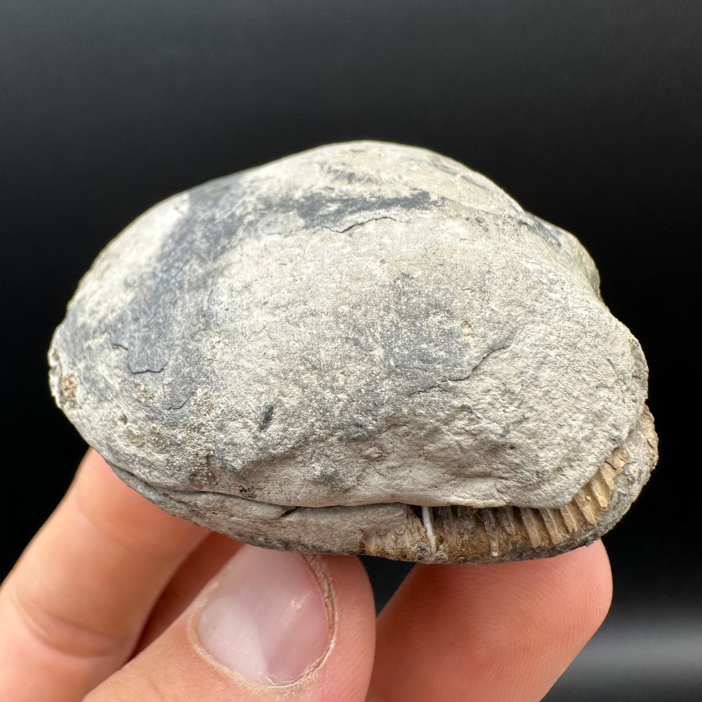 Dactylioceras Ammonite nodule (split pair) Fossil With Box And Stand - Whitby, North Yorkshire Jurassic Coast Yorkshire Fossils