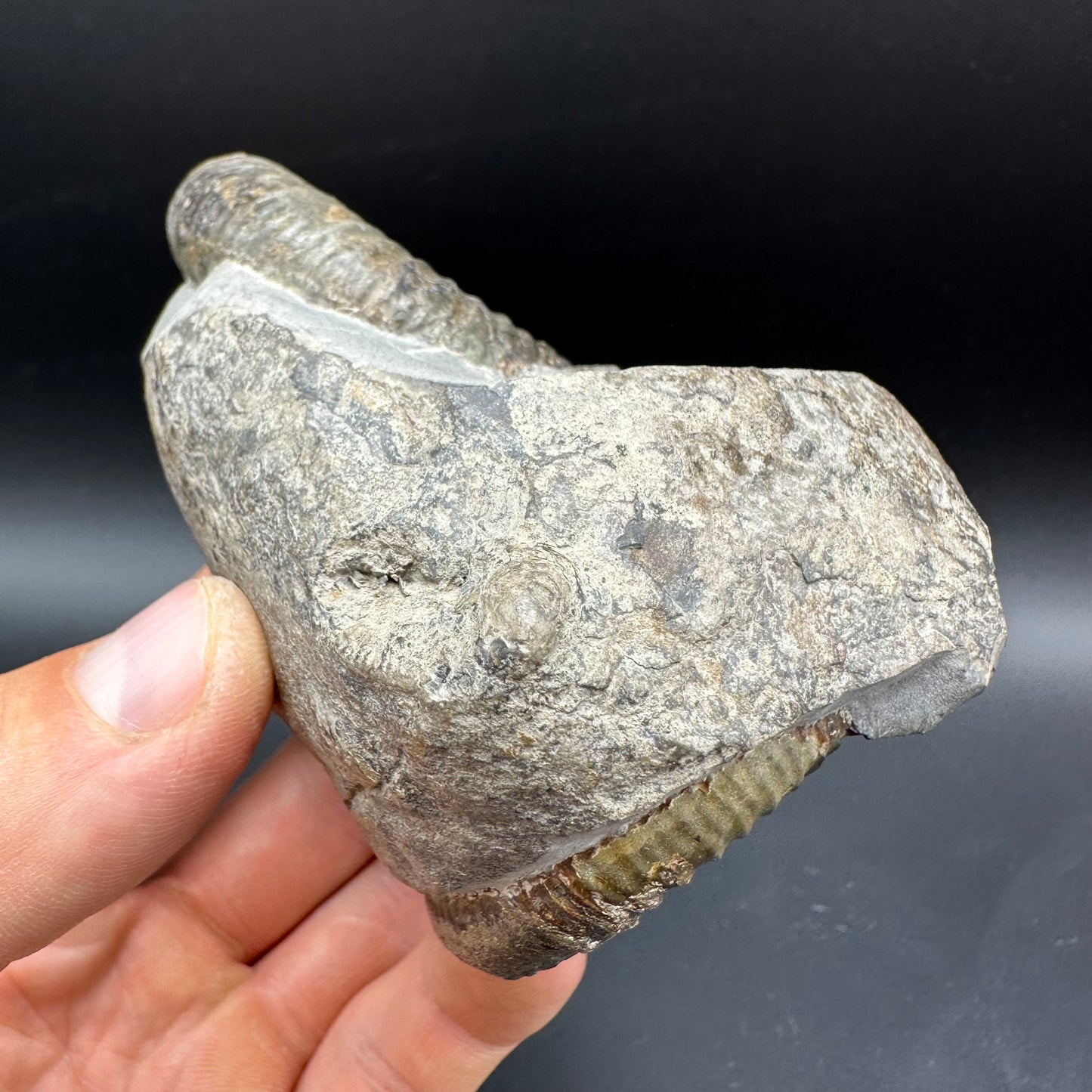 Dactylioceras Ammonite Fossil With box and Stand - Whitby, North Yorkshire Jurassic Coast Yorkshire Fossils
