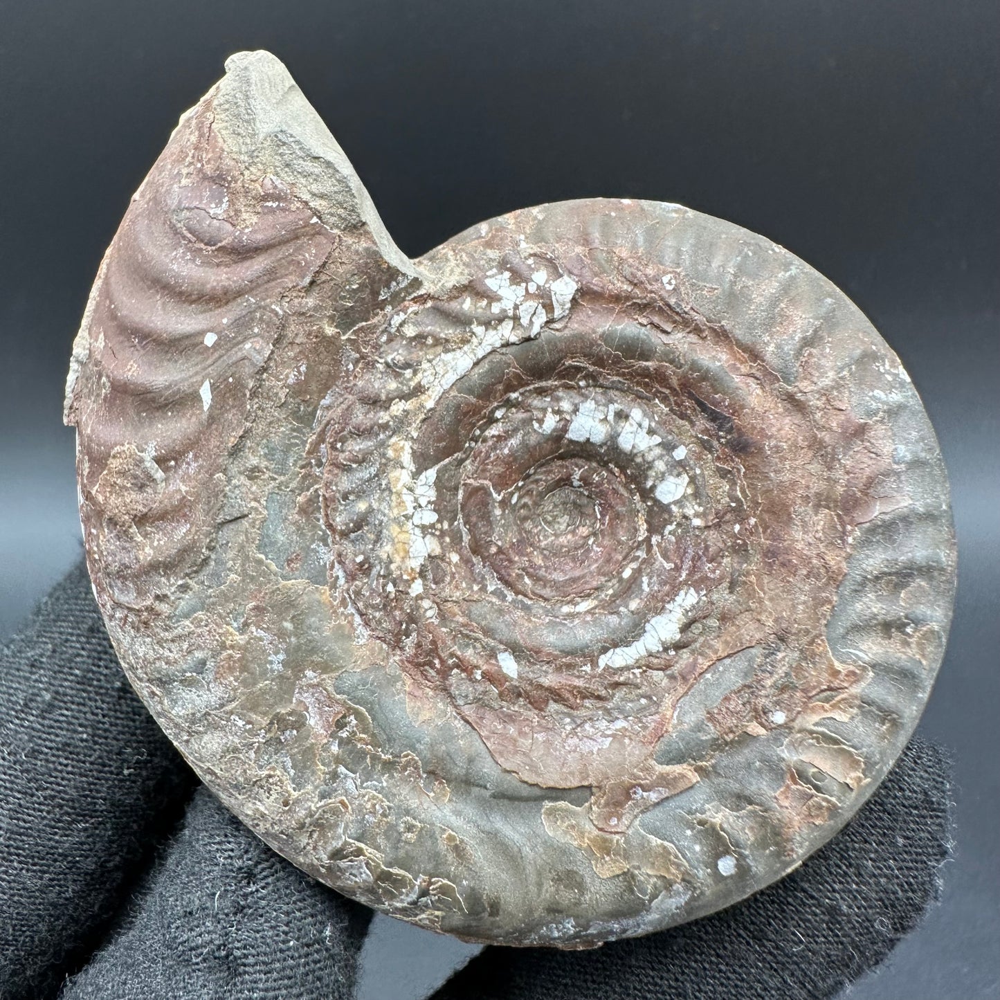 Hildoceras Bifrons Ammonite fossil with box and stand - Whitby, North Yorkshire Jurassic Coast, Yorkshire Fossils from the Jurassic Coast