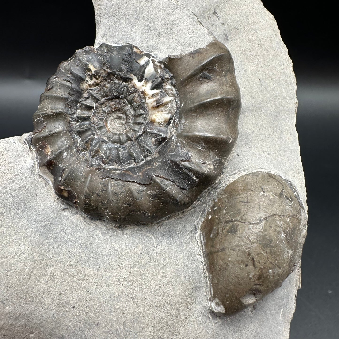 Androgynoceras maculatum ammonite fossil with box and stand - Whitby, North Yorkshire Jurassic Coast Yorkshire Fossils