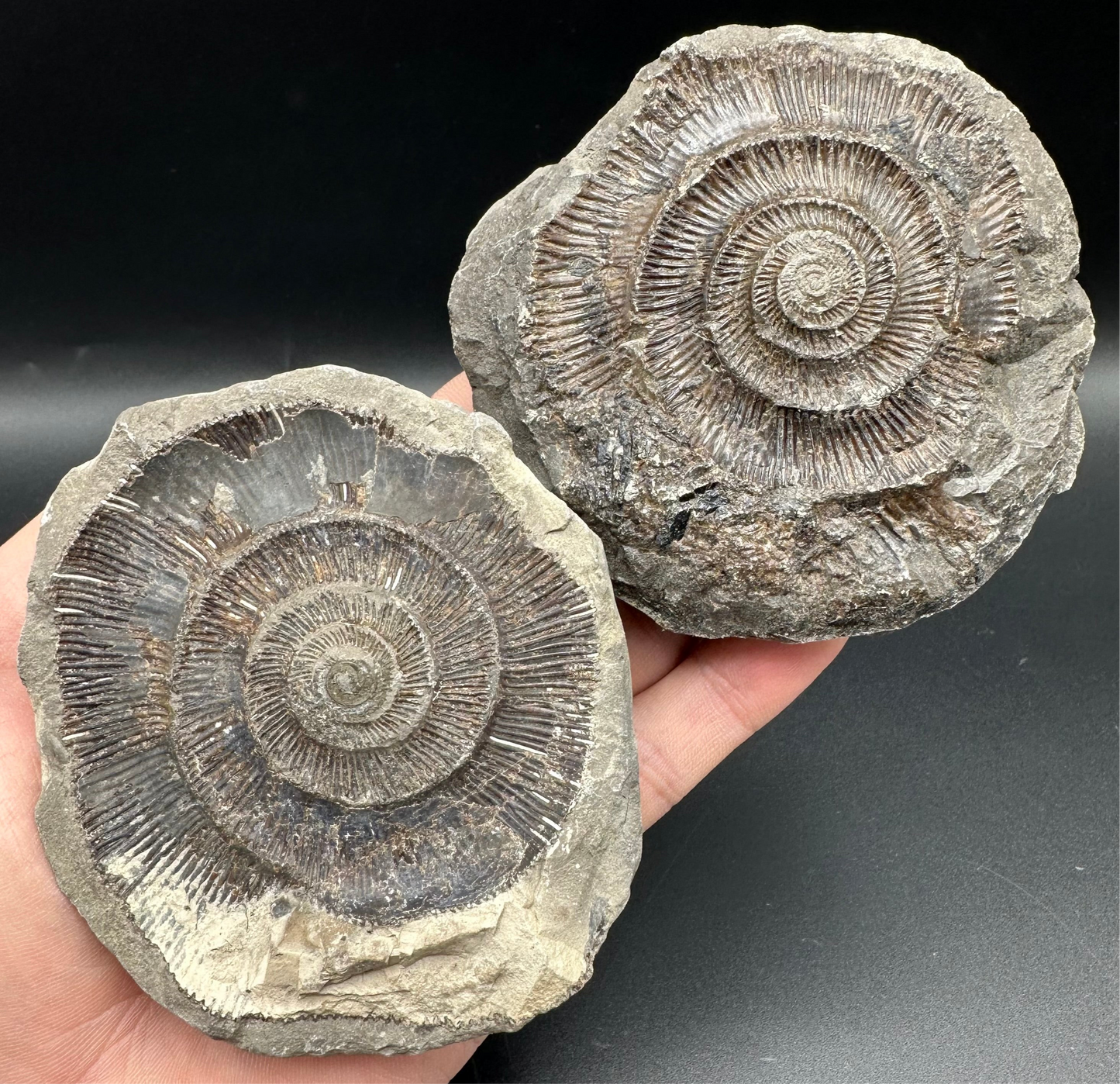 Dactylioceras imprint (negative) bundle ammonite shell fossil with box - Whitby, North Yorkshire, Yorkshire Fossils