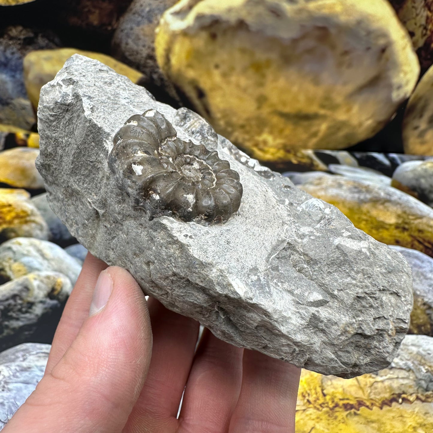 Androgynoceras Maculatum ammonite fossil - Whitby, North Yorkshire