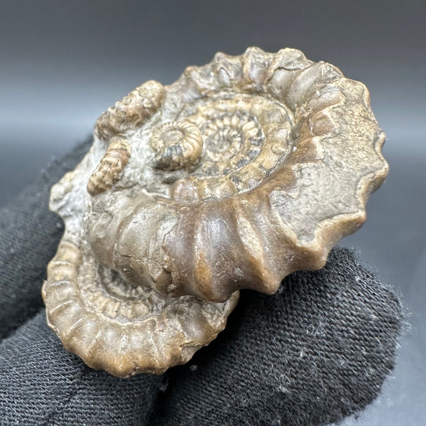 Gagaticeras Ammonite fossil with box and stand - Whitby, North Yorkshire Jurassic Coast Yorkshire Fossils