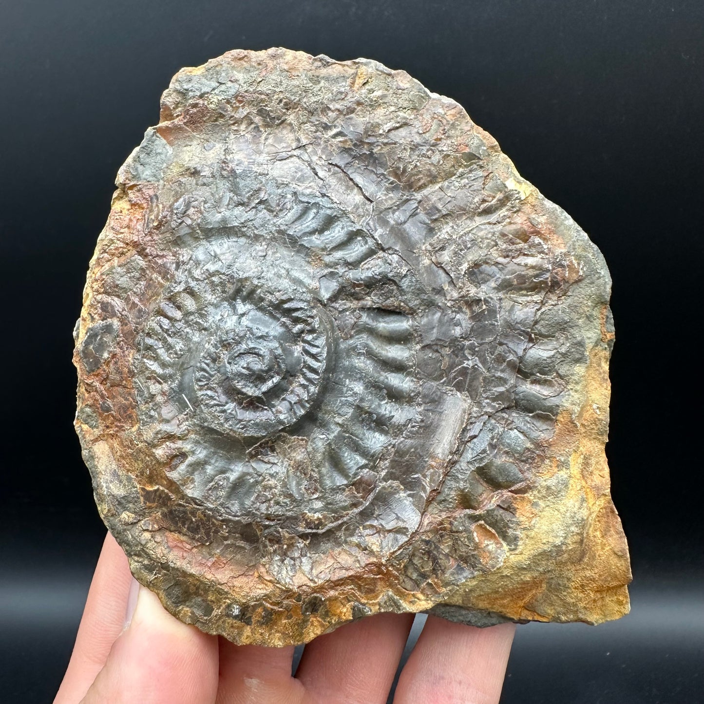 Hildoceras lusitanicum Ammonite Nodule (split pair) Fossil With Stand - Whitby, North Yorkshire Jurassic Coast Yorkshire Fossils
