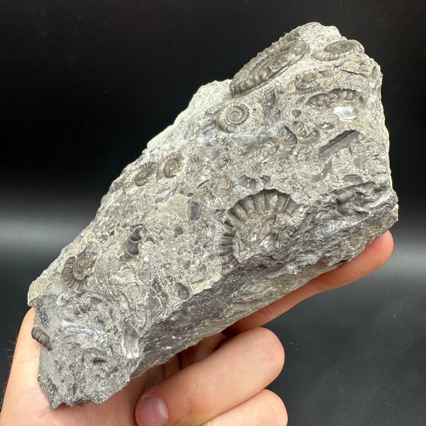 Arnioceras ammonite shell fossil with stand - Whitby, North Yorkshire Jurassic Coast Yorkshire Fossils