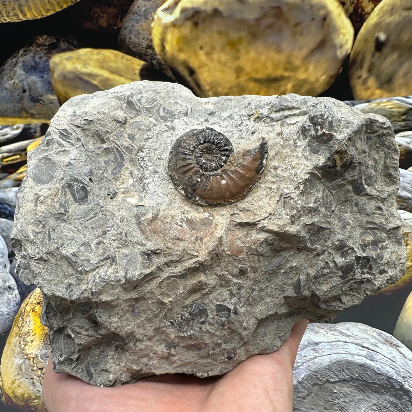 Amaltheus subnodosus ammonite fossil - Whitby, North Yorkshire Jurassic Coast, Yorkshire Fossils