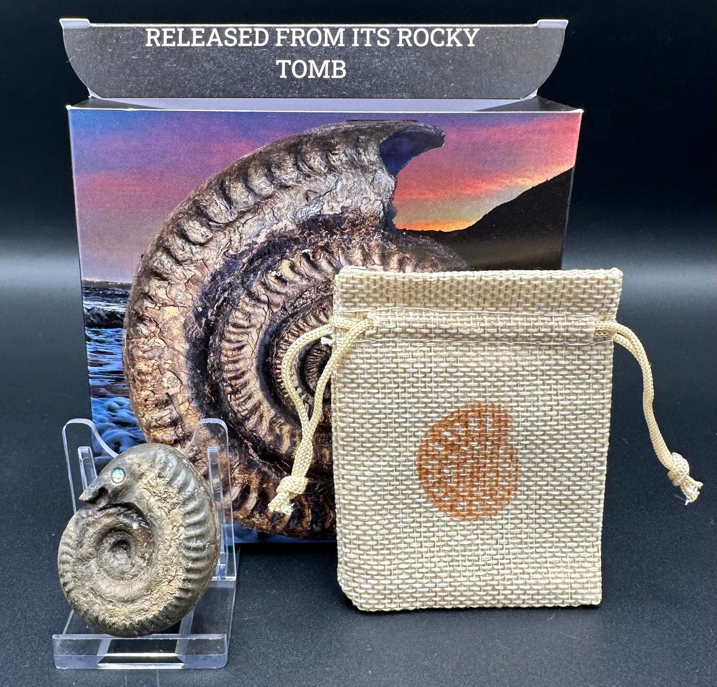 Snakestone Ammonite Fossil With Bag/Box And Stand - Whitby, North Yorkshire Jurassic Coast Yorkshire Fossils