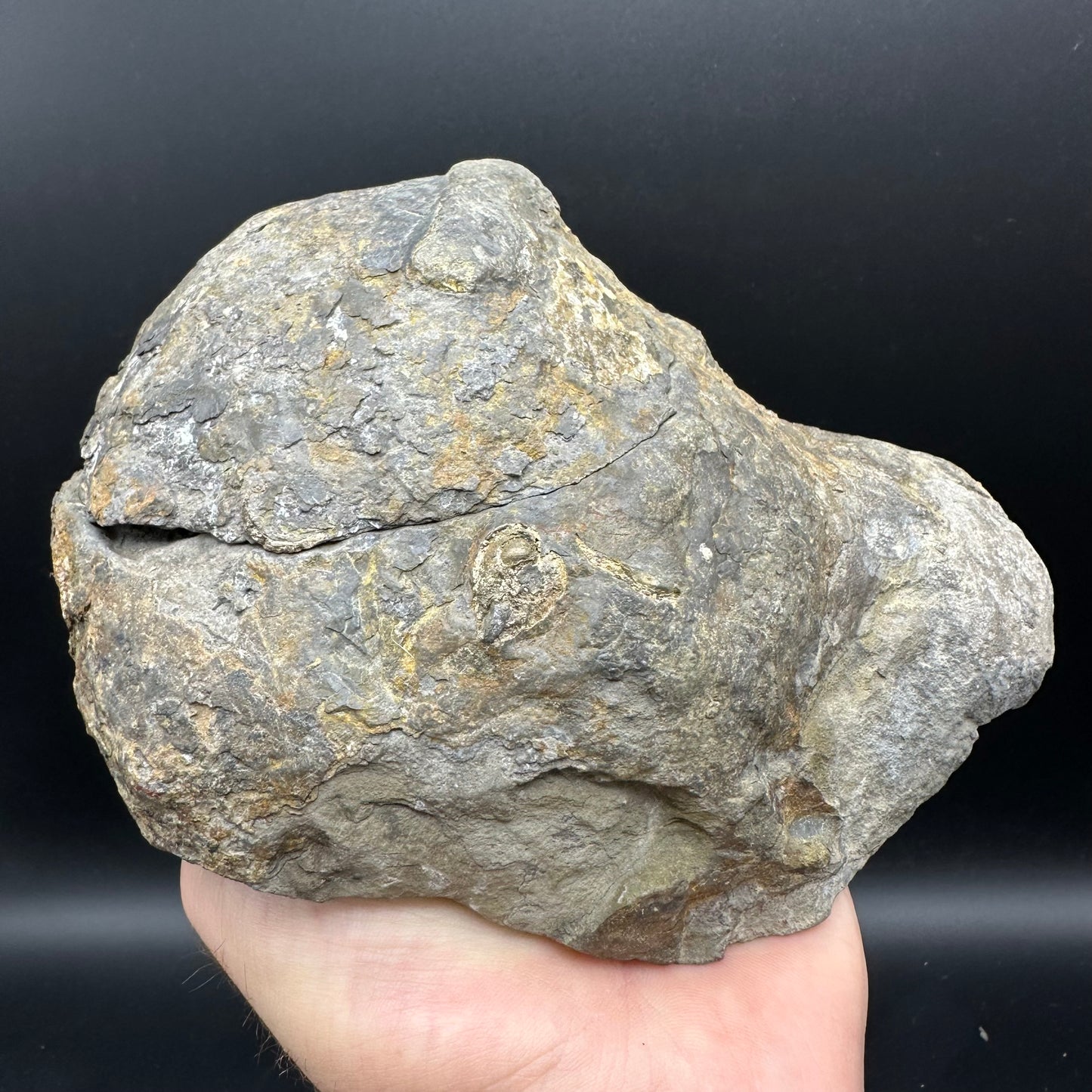 Dactylioceras Ammonite nodule (split pair) Fossil With Stand - Whitby, North Yorkshire Jurassic Coast Yorkshire Fossils