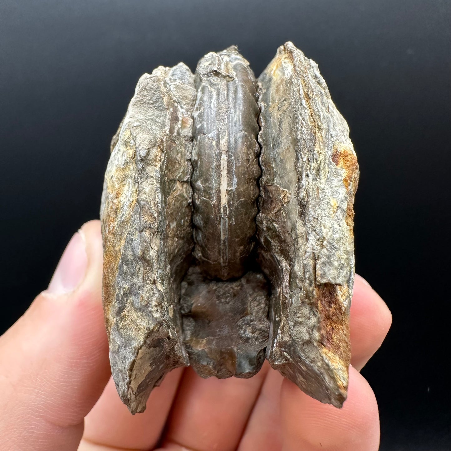Hildoceras Ammonite nodule (split pair) Fossil With Box And Stand - Whitby, North Yorkshire Jurassic Coast Yorkshire Fossils