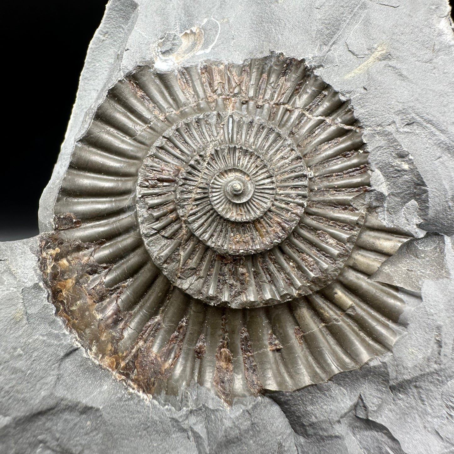 Dactylioceras Ammonite nodule (split pair) Fossil With Stand - Whitby, North Yorkshire Jurassic Coast Yorkshire Fossils