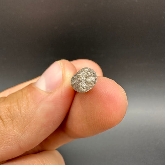 Belemnite (Fossil Squid) shell fossil - Whitby, North Yorkshire Jurassic Coast Yorkshire Fossils