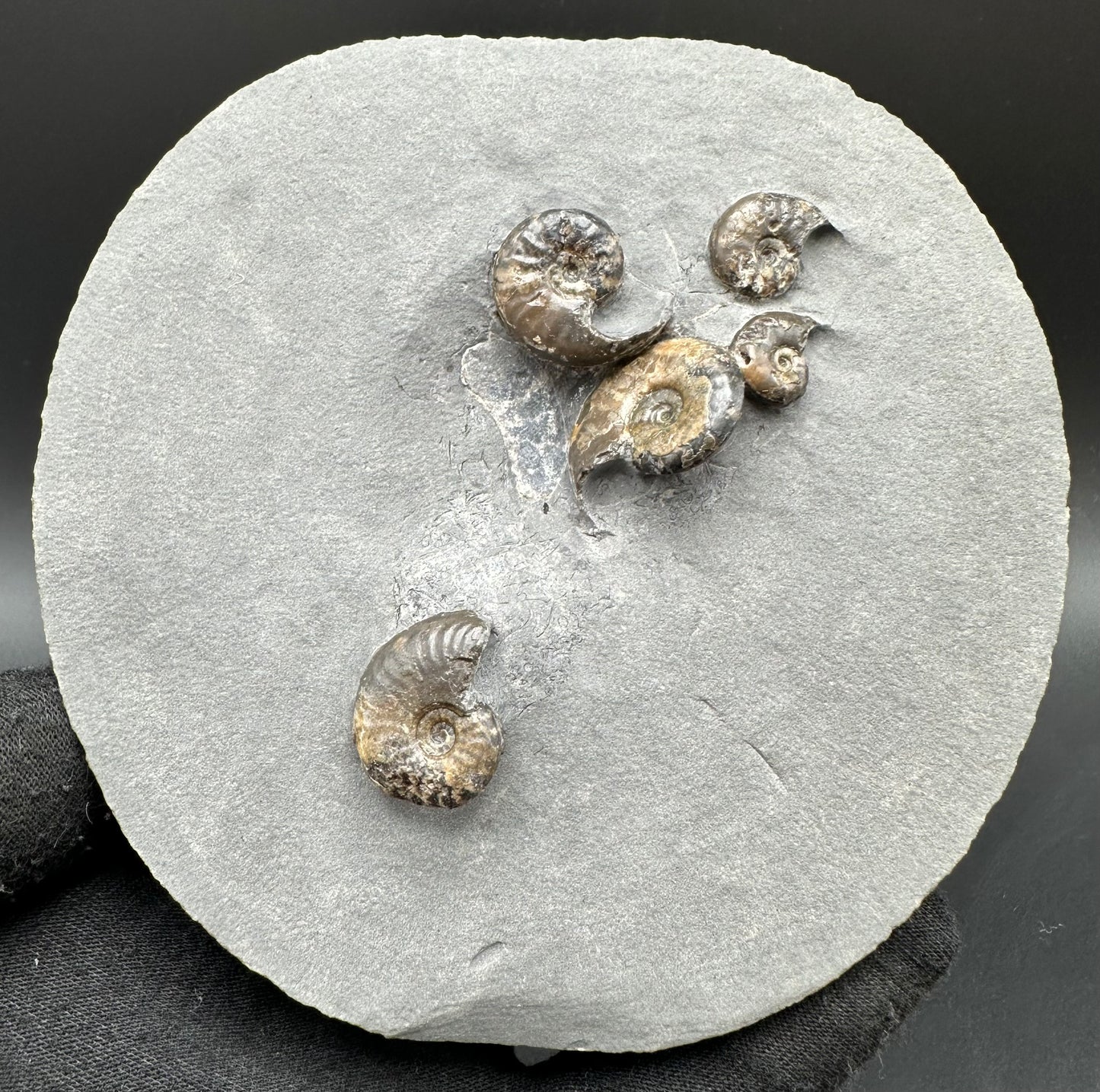 Eleganticeras Elegantulum ammonite with box and stand - Whitby, North Yorkshire Jurassic Coast, Yorkshire Fossils