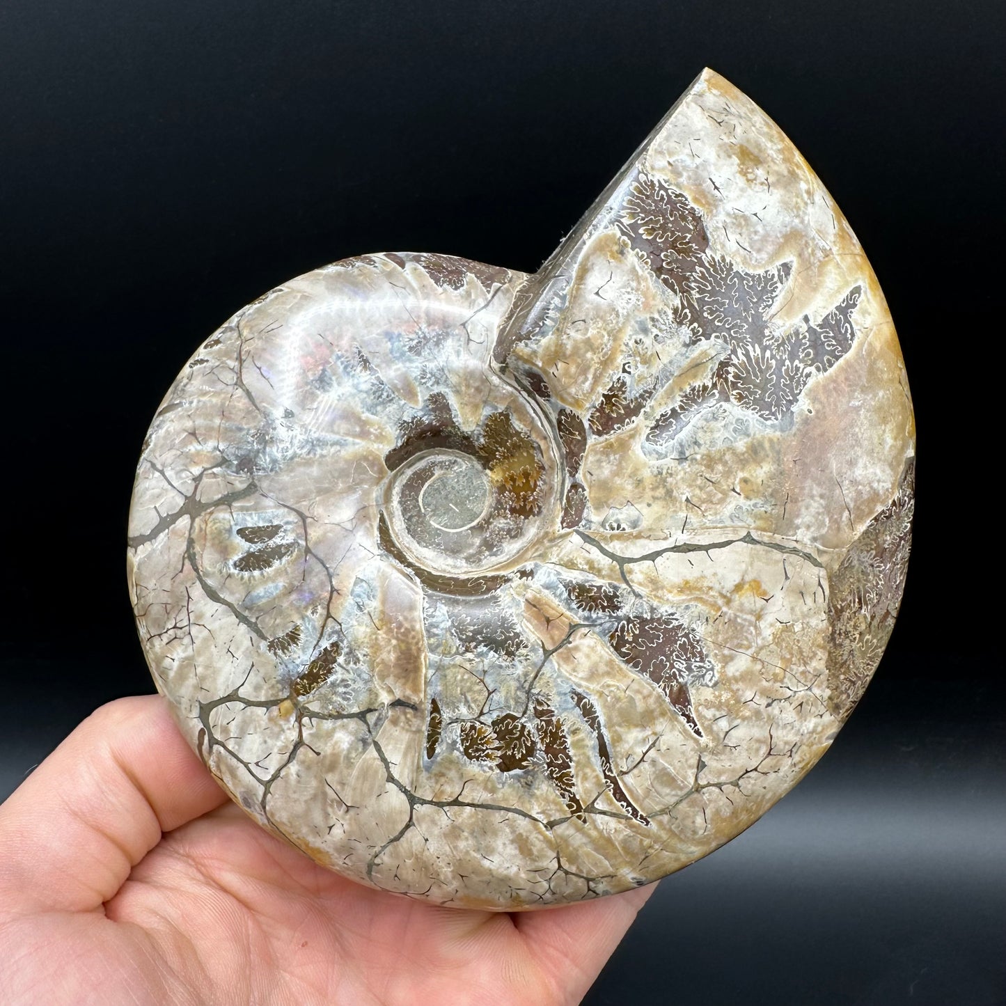 Cleoniceras Ammonite Fossil With Stand - Cretaceous Ammonite Madagascar