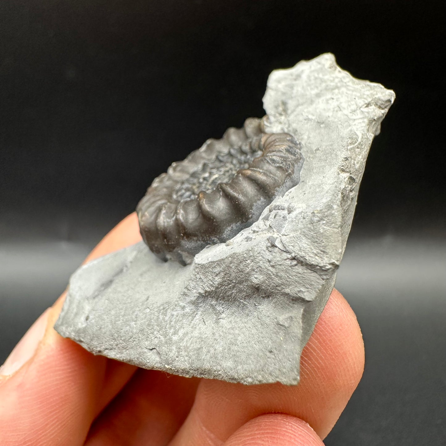 Gagaticeras Ammonite fossil with box and stand - Whitby, North Yorkshire Jurassic Coast Yorkshire Fossils