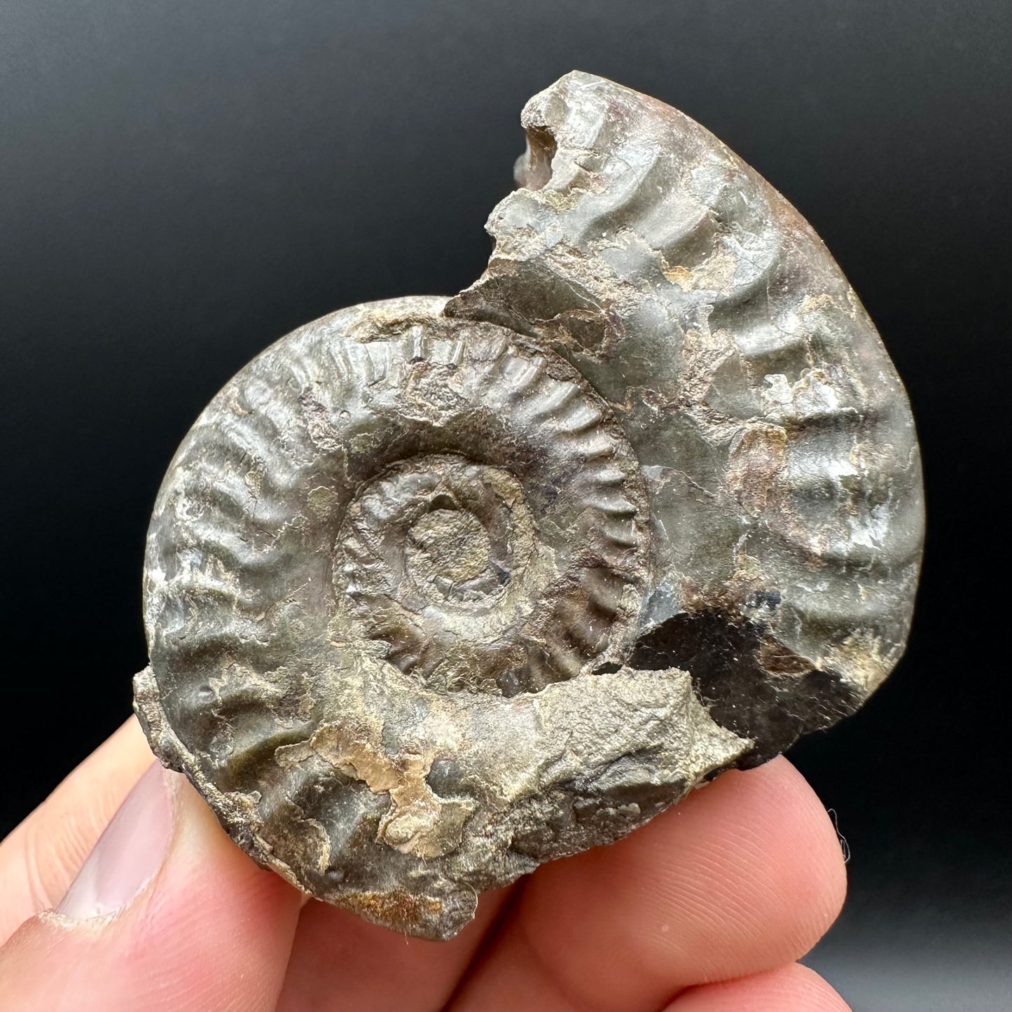 Hildoceras Ammonite nodule (split pair) Fossil With Box And Stand - Whitby, North Yorkshire Jurassic Coast Yorkshire Fossils