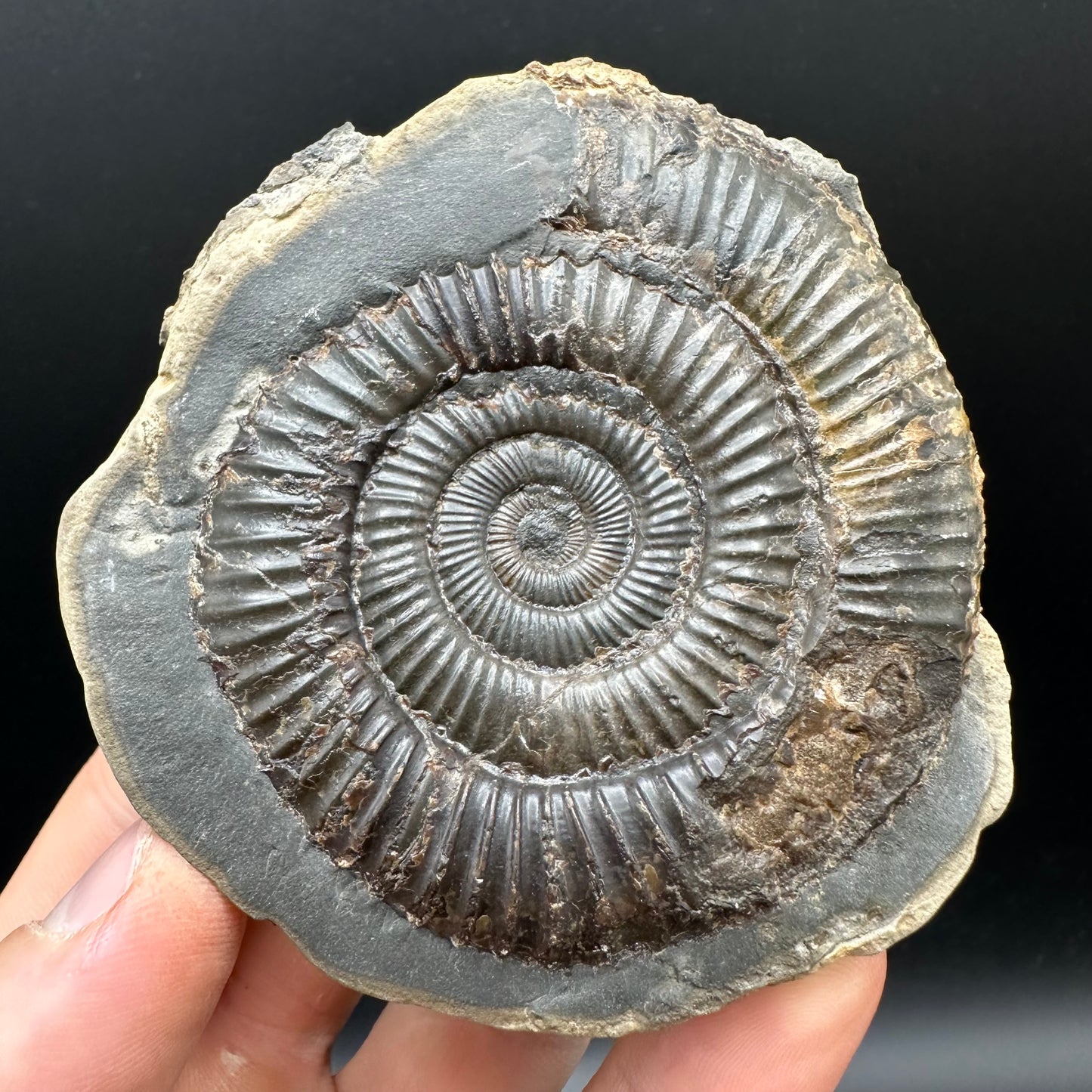 Dactylioceras Ammonite nodule (split pair) Fossil With Box And Stand - Whitby, North Yorkshire Jurassic Coast Yorkshire Fossils