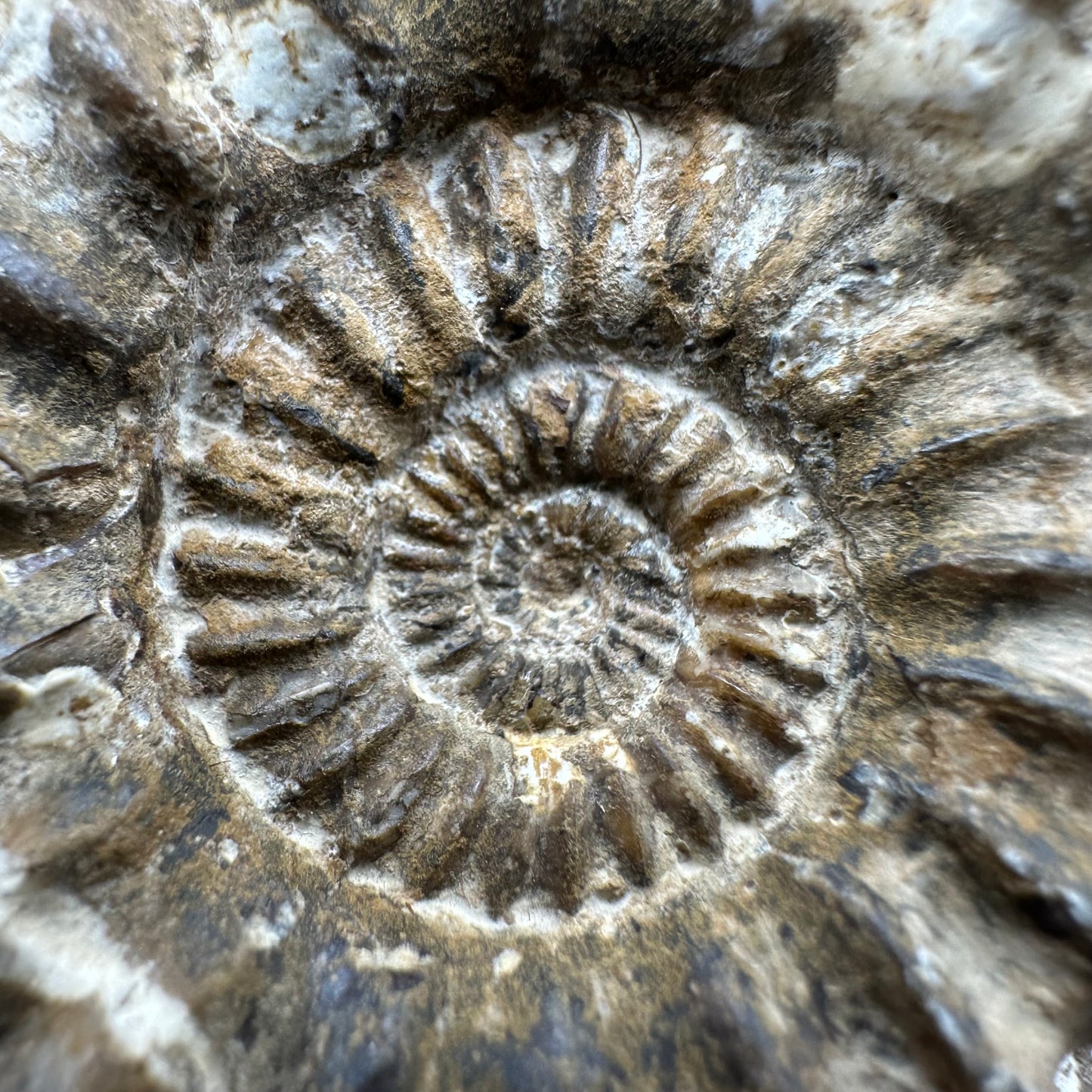 Androgynoceras capricornus Ammonite fossil with box and stand - Whitby, North Yorkshire Jurassic Coast Yorkshire Fossils
